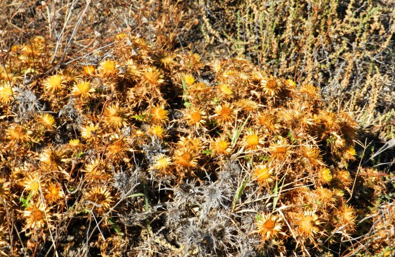 Carlina corymbosa